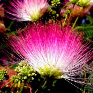 May include: Close-up of a vibrant pink and white flower with long, delicate filaments. The flower has a fluffy, feathery appearance, with a gradient of color from bright pink to white. Green buds and foliage are visible in the background.