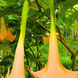 Angel Trumpet Orange Yellow Bright 10 Seeds