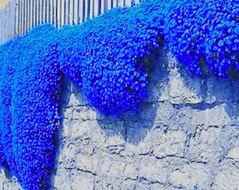 Creeping Thyme Herb Flower Seeds Thymus Serpyllum Ground Cover Blue 80 Seeds