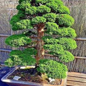 May include: A meticulously crafted bonsai tree with vibrant green foliage and a textured brown trunk. The tree is planted in a rectangular, light brown ceramic pot. The background features a natural wooden fence.
