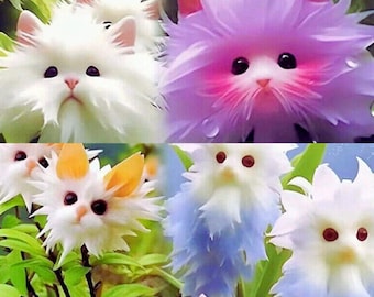 Cat's Face Orchid Cat's Eye Dazzle Krukväxt 50 Frön