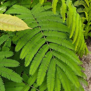 Mimosa Pudica Wrażliwa Roślina 50 Nasion