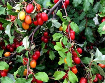 Goumi Beere Samen (Elaeagnus multiflora) - Winterharte essbare Obststrauchpflanze