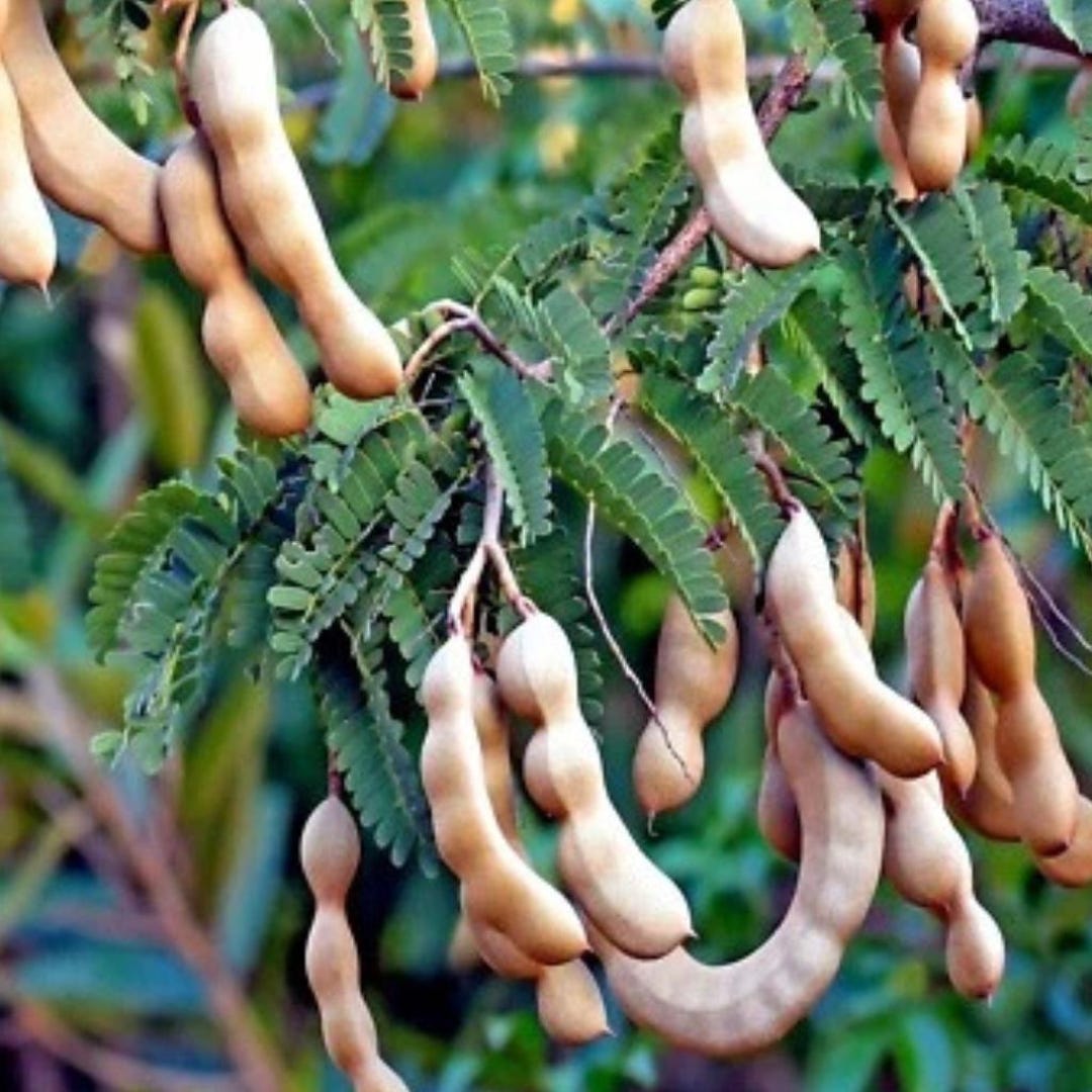 Tamarind Tree (tamarindus Indica) – Tropical Fruit for Garden Growing ...