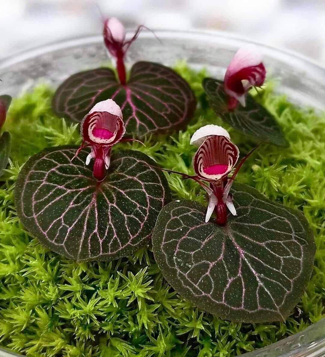 Sonerila - Etsy 日本