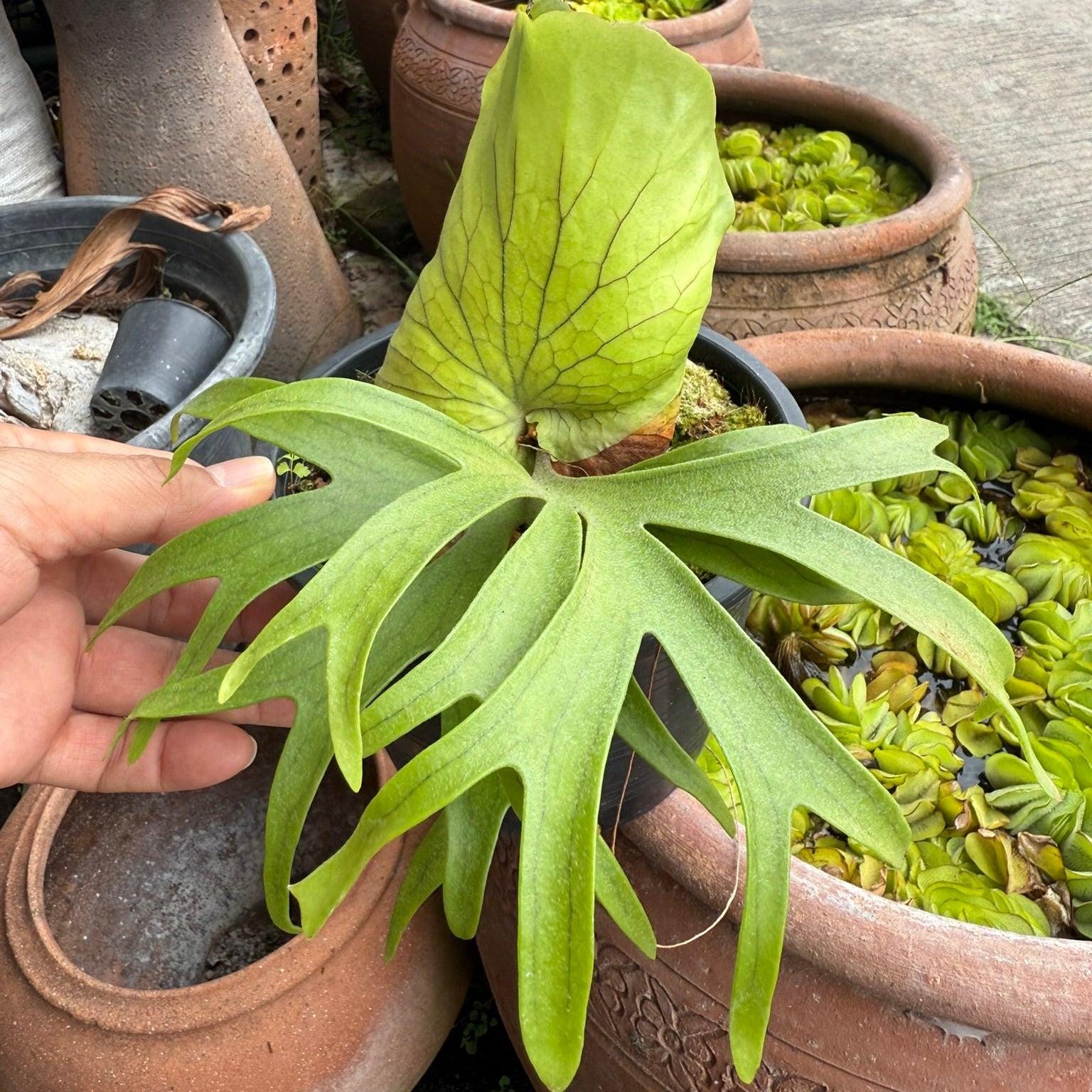 Platycerium Coronarium - Etsy