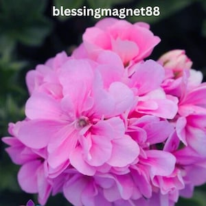 Op de afbeelding: Close-up van levendige roze geraniumbloemen in volle bloei. De bloemblaadjes zijn zacht en gelaagd, wat een weelderige, getextureerde uitstraling creëert. De afbeelding bevat de tekst "blessingmagnet88" bovenaan, tegen een vage groene achtergrond.
