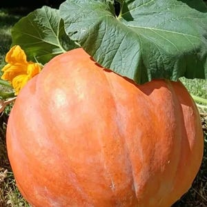Peut inclure: Une grosse citrouille orange mûre avec une surface texturée, partiellement cachée par une grande feuille verte. Une fleur jaune vif est visible près de la citrouille. La citrouille est posée sur de l'herbe.