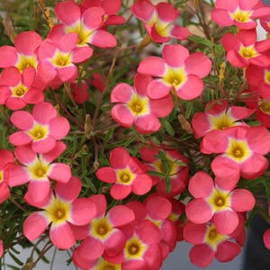 May include: Close-up of vibrant pink flowers with yellow centers and white edges. The flowers have five petals and are surrounded by green foliage. The image showcases a cluster of these colorful blooms, creating a visually appealing display.