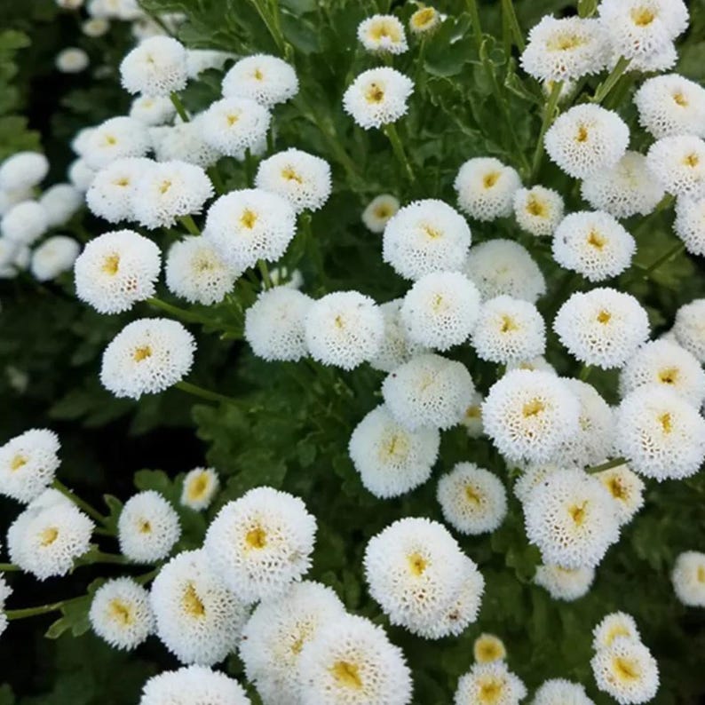 BlessingMagnet88 Feverfew Seeds - Thumbnail 2