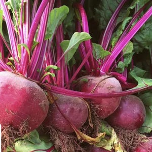 Op de afbeelding: Close-up van verschillende verse bieten met levendige rode wortels en stelen. De bieten hebben groene bladeren en zijn gedeeltelijk bedekt met aarde. De afbeelding benadrukt de natuurlijke kleuren en texturen van de groenten.