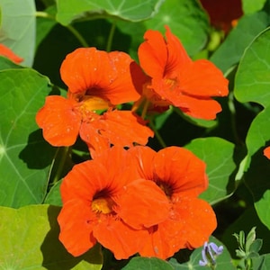 Puede incluir: Primer plano de vibrantes flores de capuchina de color naranja con centros amarillos, rodeadas de exuberantes hojas verdes. Los pétalos son de un color brillante y cálido, que contrasta con los centros oscuros y el follaje verde. La imagen captura la belleza natural de las flores.