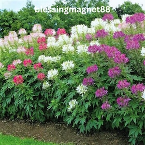 Puede incluir: Un vibrante parterre lleno de una variedad de flores coloridas. Las flores varían en color desde el blanco y el rosa hasta el magenta intenso y el púrpura. Un exuberante follaje verde proporciona un telón de fondo para las flores. El texto "blessingmagnet88" es visible.