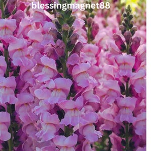 Op de afbeelding: Close-up van roze leeuwenbekbloemen in volle bloei. De bloemen hebben een unieke vorm en zijn dicht opeengepakt. De tekst "blessingmagnet88" is zichtbaar in de linkerbovenhoek.