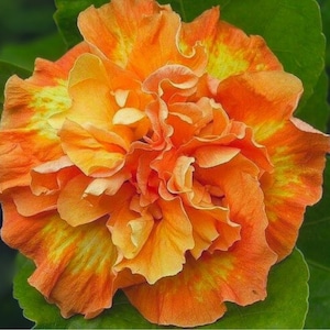 Pode incluir: Um close-up de uma vibrante flor de hibisco laranja com pétalas onduladas. A flor tem detalhes em amarelo e é rodeada por folhas verdes. As pétalas têm uma aparência em camadas e texturizada, criando uma floração cheia e exuberante.