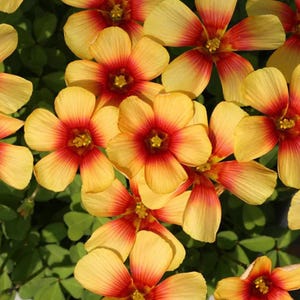 Puede incluir: Primer plano de flores amarillas vibrantes con centros y bordes rojos. Los pétalos están abiertos, revelando los detalles internos de la flor. Las hojas verdes proporcionan un fondo contrastante. Las flores parecen estar en plena floración.