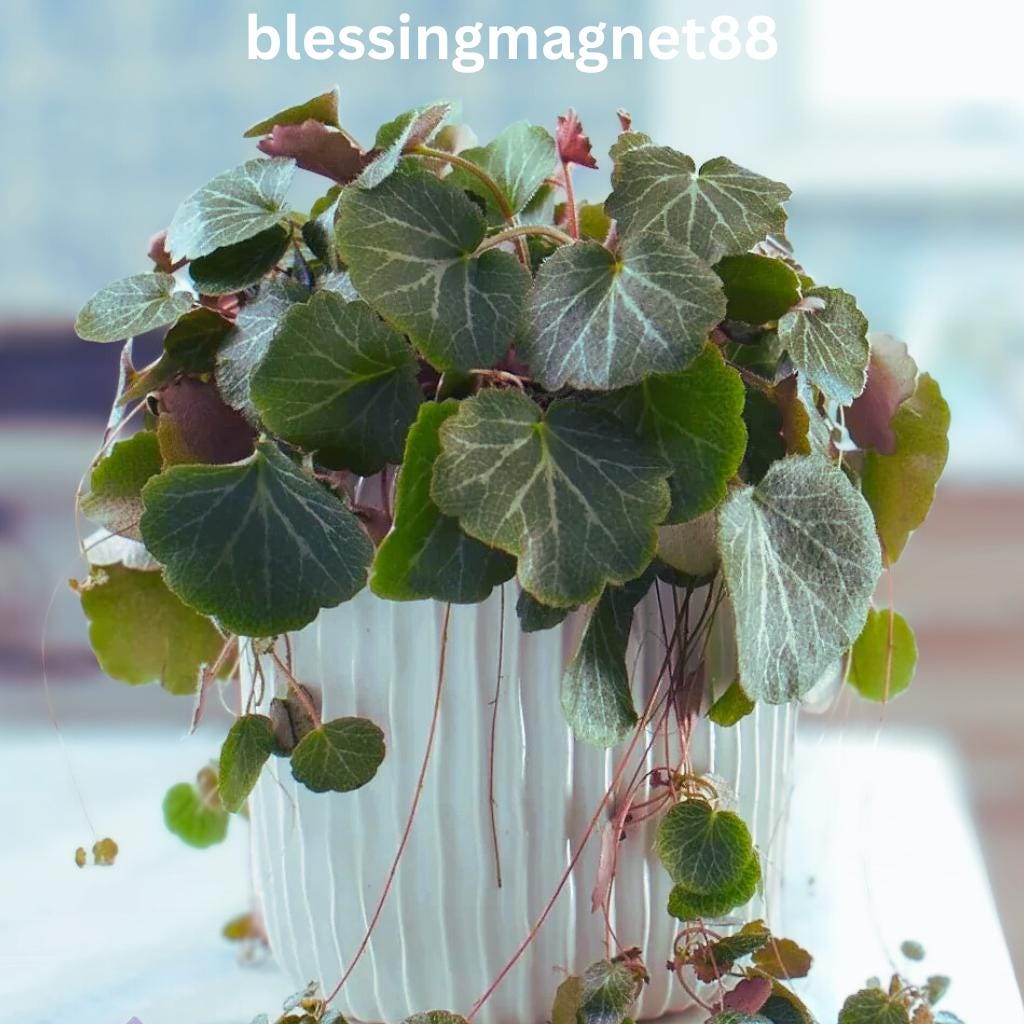 Rare begonias - Etsy 日本
