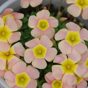 Oxalis obtusa ‘Day Dream C’ lök – Rosa & guldfärgad vinterblomma för krukor och balkonger