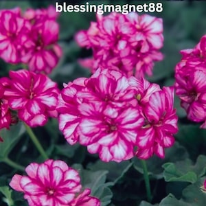 Puede incluir: Primer plano de vibrantes flores de geranio rosa con patrones de rayas blancas. Las flores están agrupadas, rodeadas de hojas verdes. El texto "blessingmagnet88" está en la parte superior central.