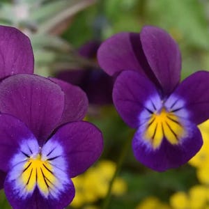 Può includere: Primo piano di vivaci fiori di viola del pensiero viola con centri gialli e azzurri. I petali sono di un viola intenso e ricco, con una consistenza vellutata. I fiori sono in piena fioritura, mostrando i loro intricati dettagli e la loro bellezza naturale.