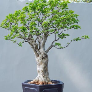Puede incluir: Un bonsái con un tronco grueso, texturizado y de color claro, con numerosas ramas delgadas cubiertas de pequeñas hojas de color verde vibrante. El árbol está plantado en una maceta de cerámica hexagonal de color marrón oscuro con acabado liso.