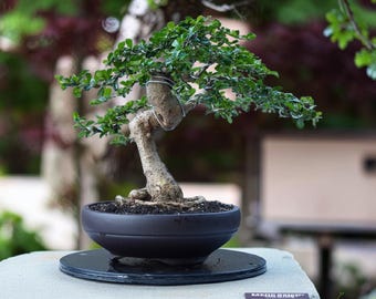 Carmona Retusa - Árbol bonsái tropical de Hokiantea