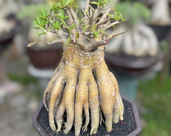 Seltene Adenium Obesum Bonsai mit Oktopus Wurzeln - Dicke Caudex Wüstenrose
