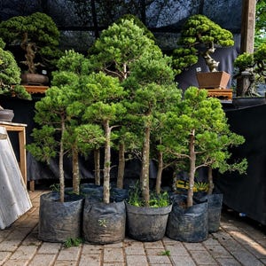 Op de afbeelding: Een verzameling kleine groenblijvende bomen met dichte groene naalden en getextureerde stammen, elk geplant in een zwarte plastic kweekzak. De bomen zijn in een groep gerangschikt en vertonen verschillende hoogtes en takstructuren.