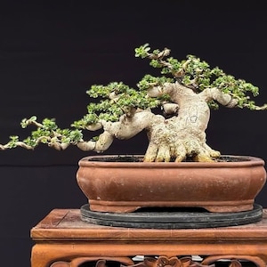 Puede incluir: Un bonsái Portulacaria afra con un tronco grueso, texturizado y de color claro, con ramas extendidas. El árbol presenta pequeñas hojas de color verde vibrante y está plantado en una maceta de cerámica ovalada de color terracota.