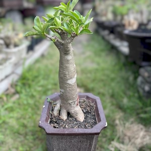 Bonsaiboom woestijnroos, unieke levende plant adeniumobesum, dikke vetplant van caudex