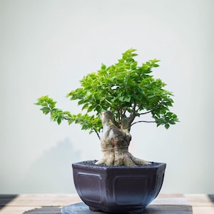Singapore Bougainvillea Bonsaiträd | Levande blommande bonsai | Tjock stam tropisk
