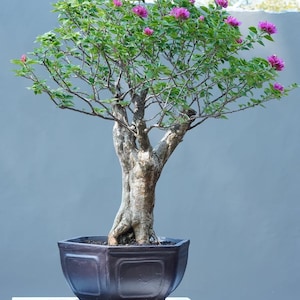 Pode incluir: Um bonsai de buganvília com um tronco grosso, texturizado e de cor clara, com numerosos ramos finos. A árvore apresenta folhas verde-vibrantes e pequenas flores magenta brilhantes espalhadas pela copa, plantada num vaso hexagonal castanho-escuro.