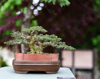 Blue Bell - Trifidacanthus Tropical Bonsai Tree Dramodium