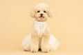 Lace Tutu Dog Wedding Dress: Elegant Pet Outfit product logo