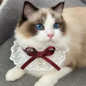 Könnte beinhalten: Eine Ragdoll-Katze mit leuchtend blauen Augen und einer rosa Nase. Die Katze trägt ein weißes Spitzenhalsband mit einer bordeauxfarbenen Schleife und einem Perlenanhänger. Das Fell der Katze ist eine Mischung aus Weiß, Creme und Braun.