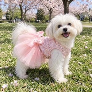 Può includere: Un piccolo cane bianco indossa un gilet rosa con paillettes e una gonna in tulle a strati attaccata in vita. La gonna presenta un fiocco in raso rosa abbinato sul retro. Il capo è senza maniche, copre il busto e ha una finitura scintillante.