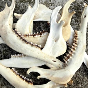 May include: A collection of off-white animal jawbones featuring visible rows of teeth with dark brown staining along the gum lines. The bones are arranged in an overlapping cluster, displaying various angles of the mandibles and their distinct structures.