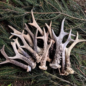 Bois de chevreuil - Trouvaille naturelle en forêt pour le bricolage et la décoration intérieure