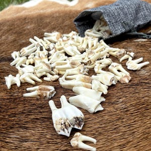 Op de afbeelding: Een verzameling van talrijke gebroken witte dierentanden met zichtbare bruine vlekken en wortelstructuren, verspreid over een oppervlak. Een klein, grijs, gestructureerd stoffen zakje met trekkoord bevindt zich bovenaan, gedeeltelijk open met meer tanden.