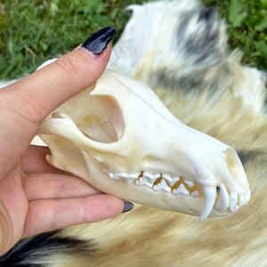 May include: An off-white animal skull featuring a prominent snout, visible eye sockets, and a set of sharp teeth including distinct canines. The bone surface is smooth and light-colored, showcasing the natural anatomical structure of the cranium.