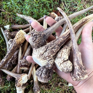May include: A collection of natural deer antler sheds featuring textured, brown, and tan surfaces with rough, knobby bases. The antlers vary in length and thickness, displaying organic shapes and weathered, earthy tones throughout the pile.