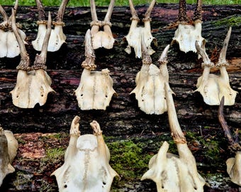 Rehschädelkappe mit Geweih für skurrile Kunst – Bastelmaterial aus Naturknochen