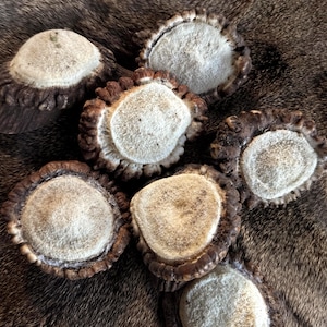 Red Deer Antler Burr Rosettes - Genuine Bases for Jewelry Making & Craft Supplies