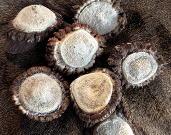 Red Deer Antler Burr Rosettes - Genuine Bases for Jewelry Making & Craft Supplies