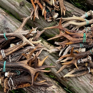 Roe Deer Antlers Cut From Skull - Genuine European Pieces for Cosplay Horn Props