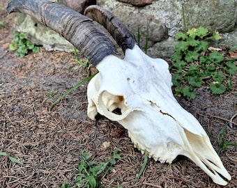 Goat Skull with Horns for Altar Decor - Genuine Taxidermy Curio for Witchy Interiors