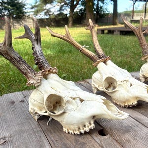 May include: Three deer skulls with attached antlers arranged on a wooden surface. Each skull is off-white with a textured bone surface, featuring large eye sockets and rows of teeth. The antlers are brown, branched, and have a rough, knobby base.
