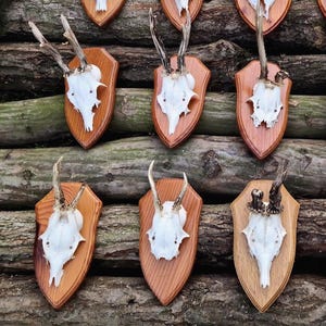 Roe Deer Skull Plaque European Mount with Antlers - Wall Trophy Accent