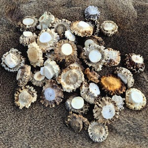 Rebabas de asta de corzo: rosetas auténticas para joyería y manualidades