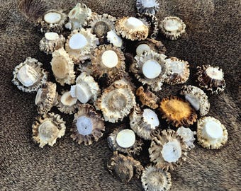 Roe Deer Antler Burrs - Genuine Rosettes for Jewelry Making & Craft Supplies